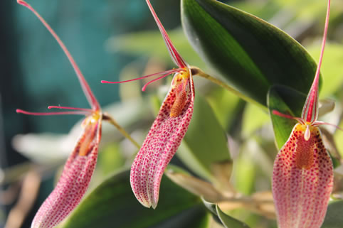 Orchidee Botaniche